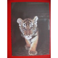 Бавыкин И.(фото), Амурский тигрёнок, 1984, чистая.