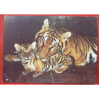 Семья бенгальских тигров. Чистая. 1989 года. Фото Авалова. 1384.